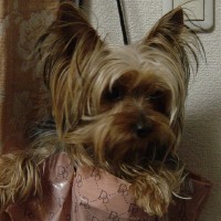 choco photo1-1