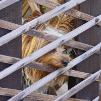 choco photo1-2