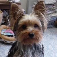 choco photo1-3