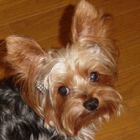 choco photo10-1