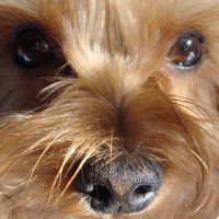 choco photo10-3