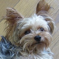 choco photo11-1