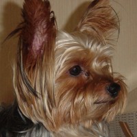 choco photo11-3