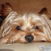 choco photo12-1
