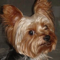 choco photo12-3
