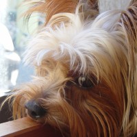 choco photo13-1