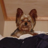 choco photo13-2