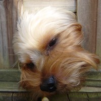 choco photo13-3