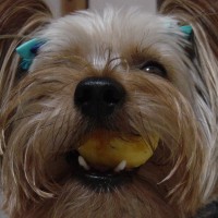 choco photo13-4