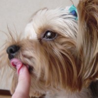 choco photo14-2