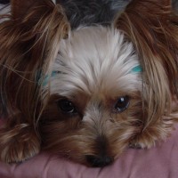 choco photo15-2