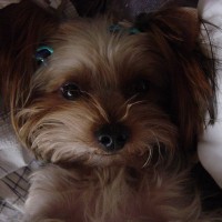 choco photo15-3