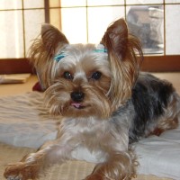choco photo15-4