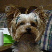 choco photo16-1