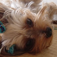 choco photo16-2