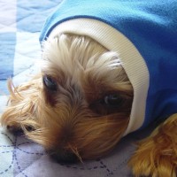 choco photo16-3