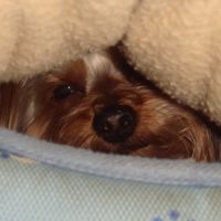 choco photo17-2