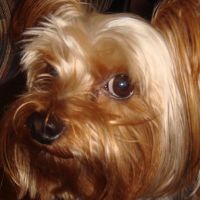 choco photo18-2