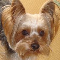 choco photo19-1