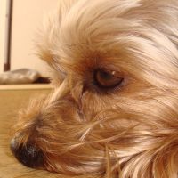 choco photo19-4