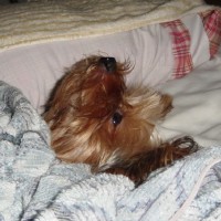 choco photo2-3