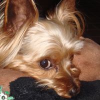 choco photo20-2