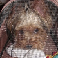choco photo20-3