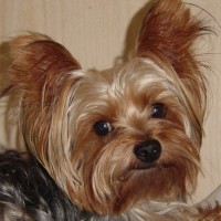 choco photo20-4