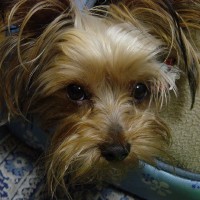 choco photo3-1