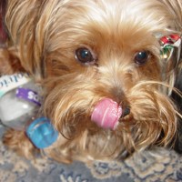 choco photo3-2