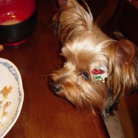 choco photo3-3