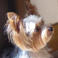choco photo4-4