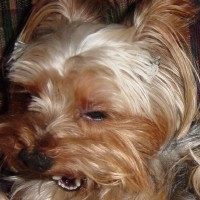choco photo5-1