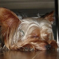 choco photo5-2