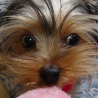 choco photo5-4