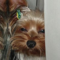 choco photo6-3