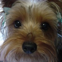 choco photo6-4