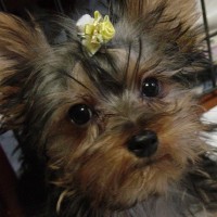 choco photo7-2