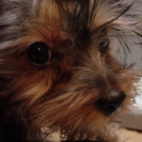 choco photo7-3