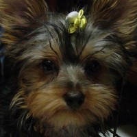 choco photo7-4