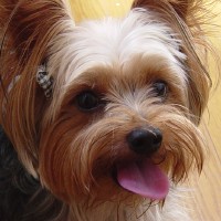 choco photo8-2