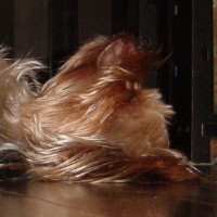 choco photo8-3