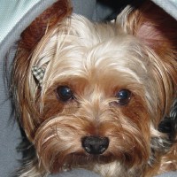 choco photo9-1