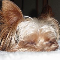choco photo9-2