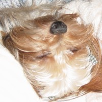 choco photo9-4